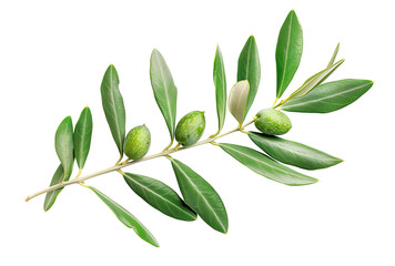 Naklejka premium Green olive branch isolated on white background png transparent clipart.