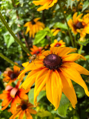 Gelber Sonnenhut, Rudbeckia, Blüte im Bauerngarten