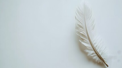 A white feather quill pen, isolated on a white surface