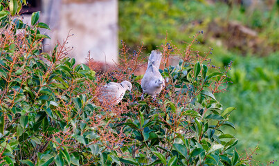 Close-up of a pair of young turtle doves feeding on winter berries in Castagneto Carducci Tuscany...