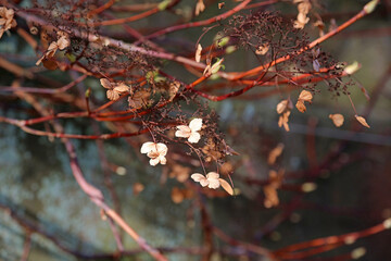 Closeup of dead Oak-leaved Hydrangea flowers in winter, Derbyshire England
