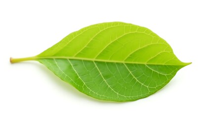 Obraz premium Single vibrant green leaf on white - Freshness and vitality - Ecological projects and springtime marketing