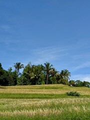 Obraz premium Rice Fields and Terraces in Bali