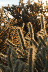 close up of cholla cactus in golden hour light at sunset