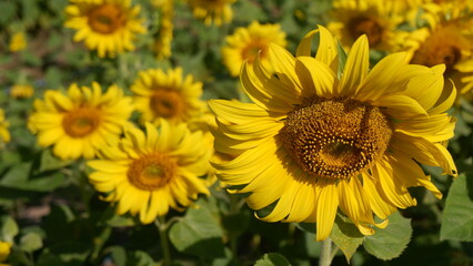 Close up of a beautiful sunflower blooming in the field