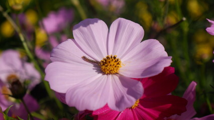 Close up of a beautiful pink Cosmos flower with a small worm
