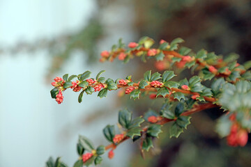 Macro image of new buds on a branch of Darwin's barberry, Derbyshire England
