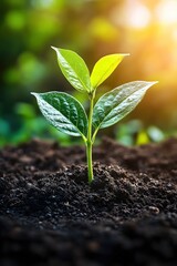 Fototapeta premium Young plant sprouting from fertile soil under warm sunlight symbolizes growth and new beginning