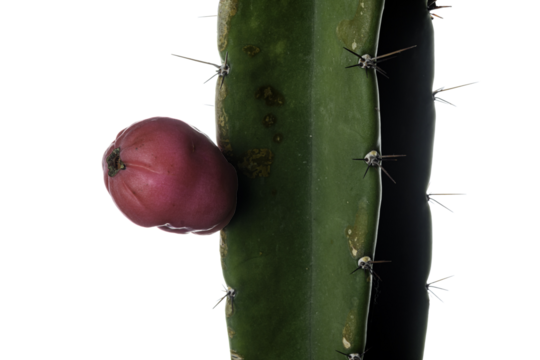 prickly pear cactus