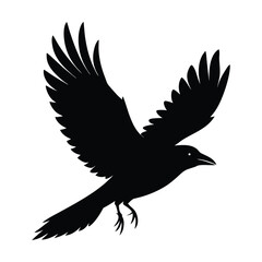 Vector, illustration black silhouette bird, crow flying 