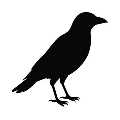 Vector illustration black silhouette bird, crow bird.