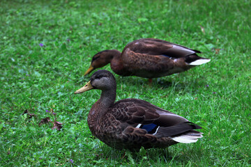Enten, Ente, Vogel, Federn, Park, Schnabel