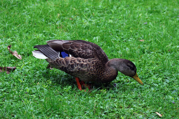 Enten, Ente, Vogel, Federn, Park, Schnabel