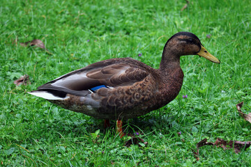 Enten, Ente, Vogel, Federn, Park, Schnabel