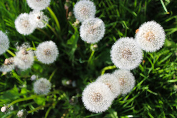 Bright green grass with delicate white dandelion seed heads creates a fresh and textured natural background
