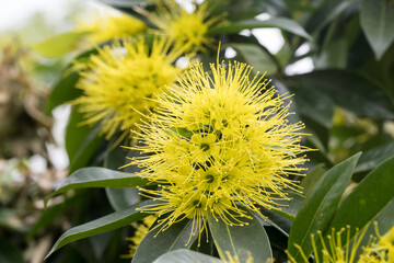 Beautiful Golden Penda (xanthostemon chrysanthus) flowers.