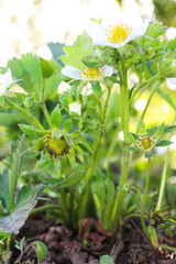 Strawberry blossoms with lush green leaves, green strawberry fruit