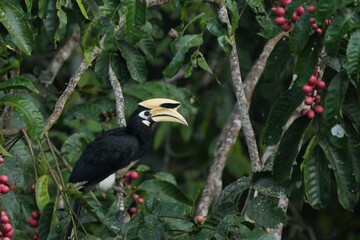 Hornbills live in natural forests in Thailand.