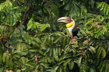 Hornbills live in natural forests in Thailand.