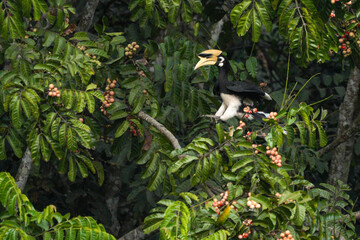 Hornbills live in natural forests in Thailand.