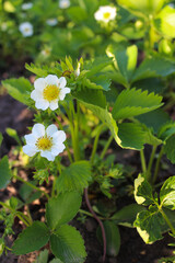 Fresh strawberry flowers and vibrant green leaves creating a lush natural background