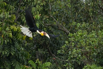 Hornbills live in natural forests in Thailand.