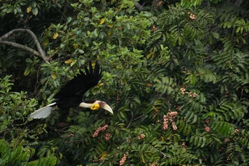 Hornbills live in natural forests in Thailand.