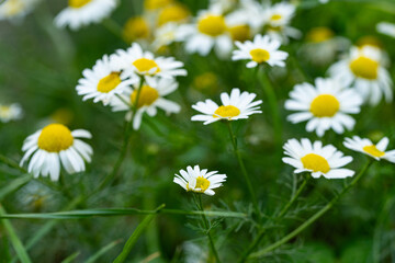 Fototapeta premium Very beautiful looking and colorful natural wonder flower shot outdoors