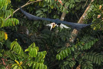 Hornbills live in natural forests in Thailand.