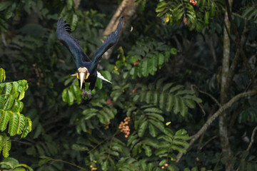 Hornbills live in natural forests in Thailand.
