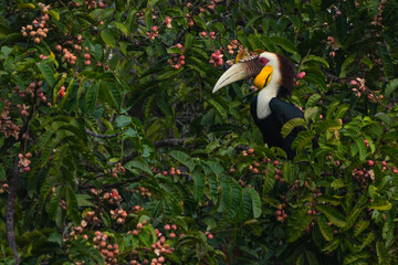 Hornbills live in natural forests in Thailand.