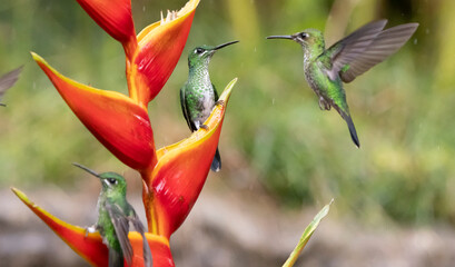 bird of paradise flower