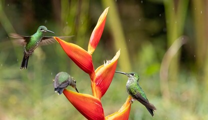 hummingbird and flower
