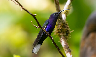 Violet Sabre Wing hummingbird