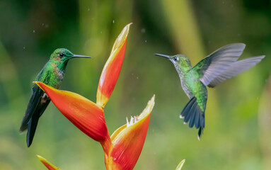 Fototapeta premium hummingbird and flower