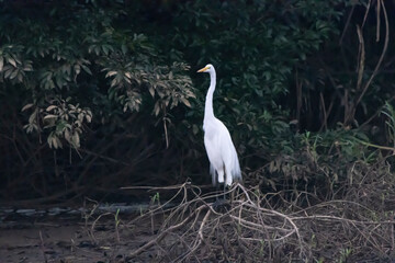 great white heron