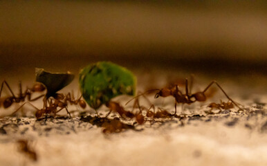 Leaf cutter ants