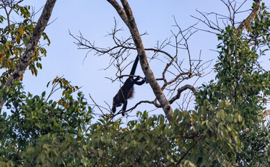 Spider monkey