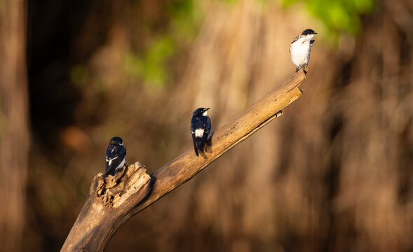 Swallows 