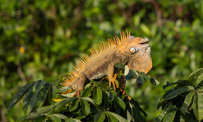 iguana on a branch