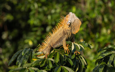 iguana on a branch