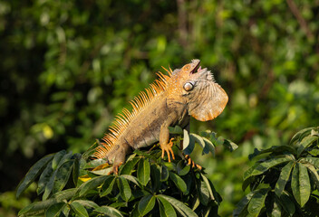 iguana on tree