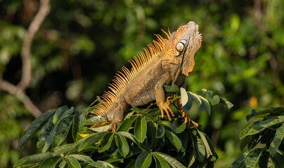 iguana on a branch