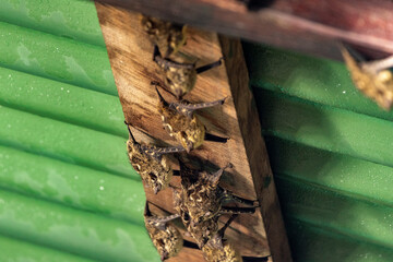Bats in the shed