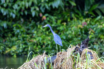 Little blue heron