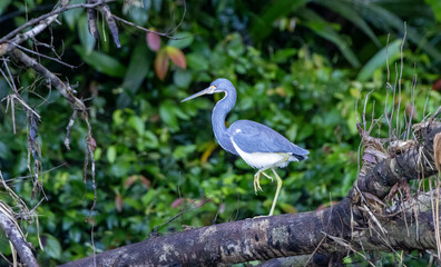 Naklejka premium Little blue heron