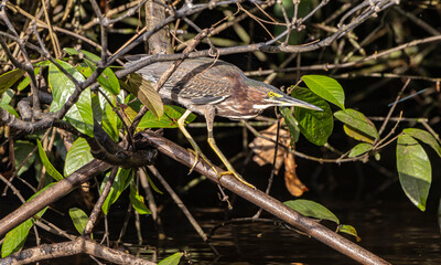 Green heron