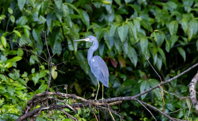 Little blue heron