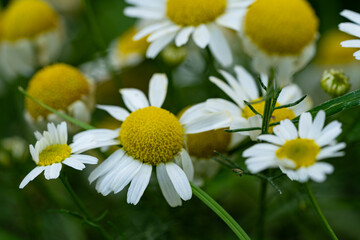 Very beautiful looking and colorful natural wonder flower shot outdoors