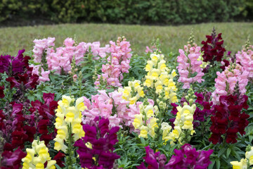 Fototapeta premium Beautiful snapdragon (Antirrhimum majus) flowers.